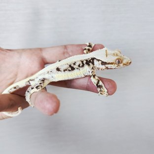 Lilly 100% Het Axanthic Tri Drippy Full Pinstripe