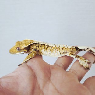Tri Extreme Harlequin Harlequin White Pin White Crown White Spot