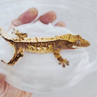 100% Het Axanthic Tri Extreme Harlequin Harlequin White Pin