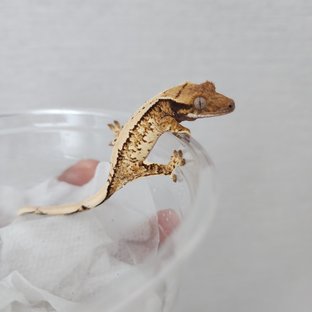 화이트스팟 화이트포트홀 화이트핀 트라이