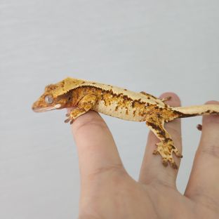 익스트림할리퀸 트라이 할리퀸 텐저린