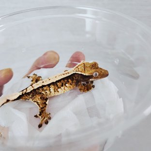 익스트림할리퀸 텐저린 트라이