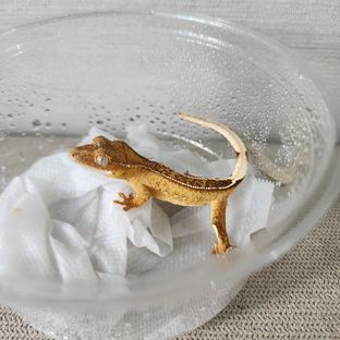 크림시클 옐로우 풀핀 팬텀