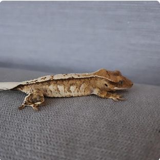 크림시클 옐로우