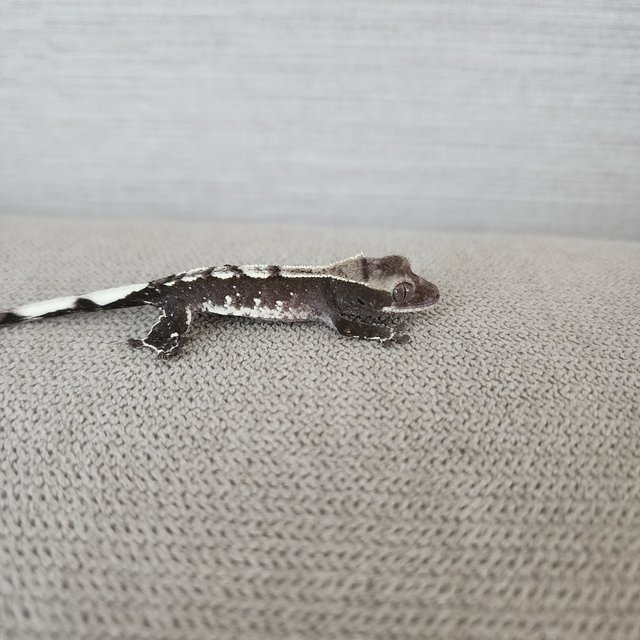 아잔틱 화이트스팟 할리퀸