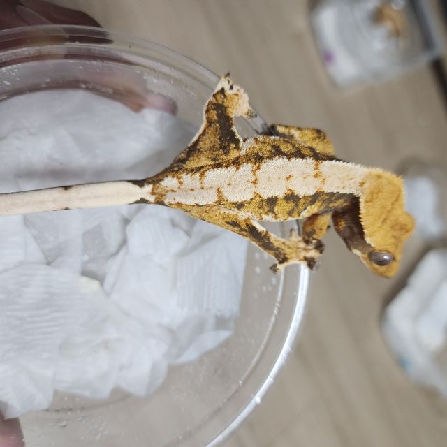 트라이 익스트림할리퀸