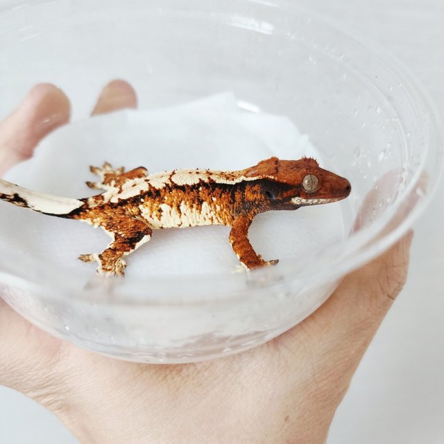 Tri Extreme Harlequin Harlequin White Crown Tangerine