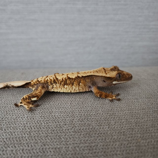 트라이 익스트림할리퀸