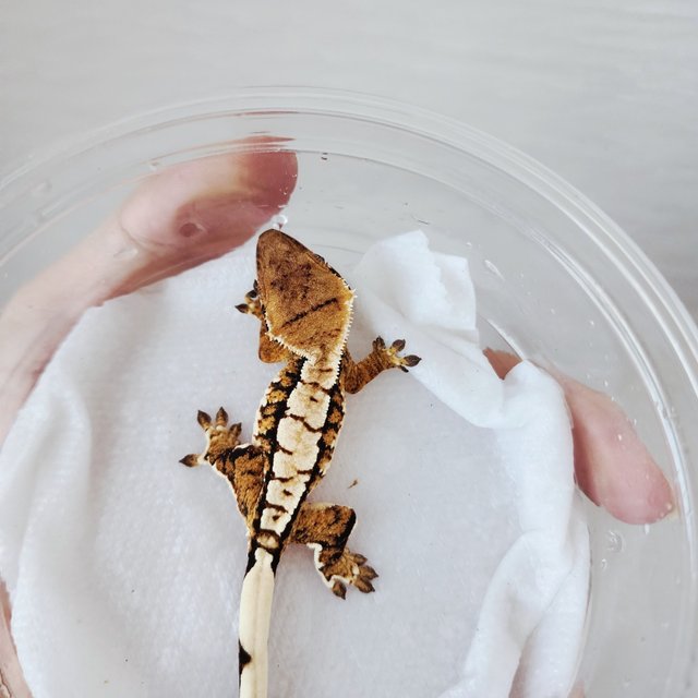 Tri Extreme Harlequin Harlequin White Crown White Spot