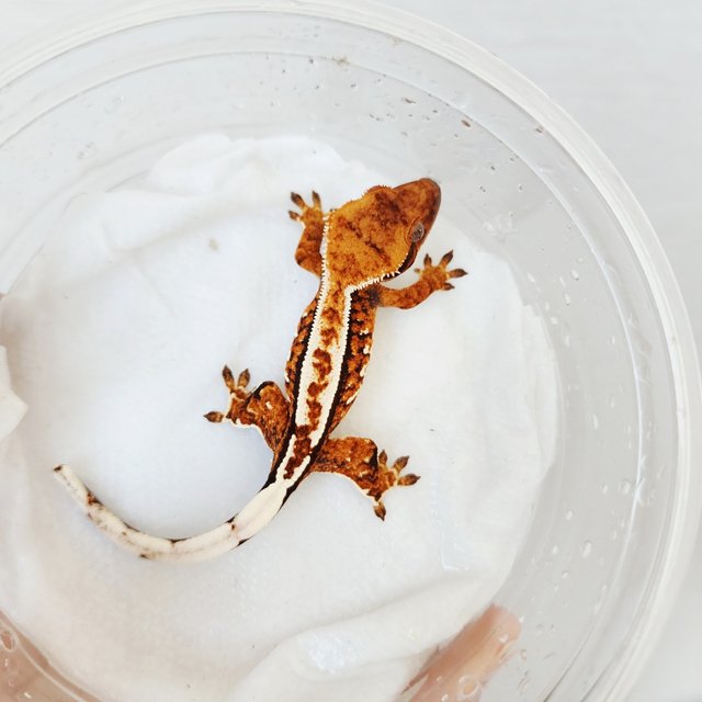 트라이 화이트크라운 핀스트라이프 쿼드 화이트스팟 텐저린