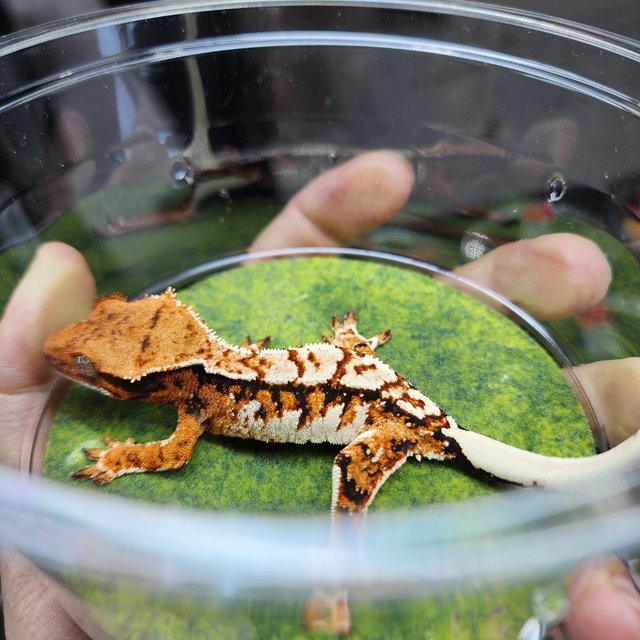 익스트림할리퀸 할리퀸 화이트크라운 화이트스팟 텐저린 트라이