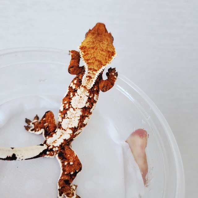 Harlequin Extreme Harlequin Tangerine White Spot White Crown Tri