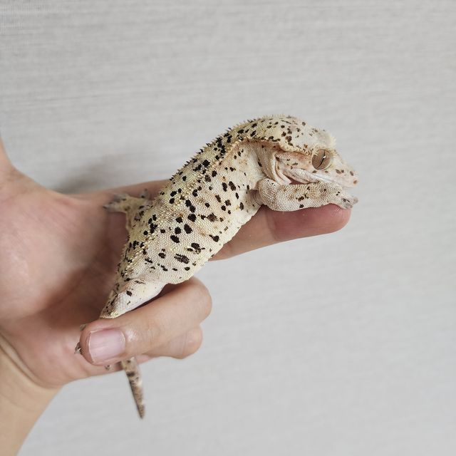 슈퍼달마시안