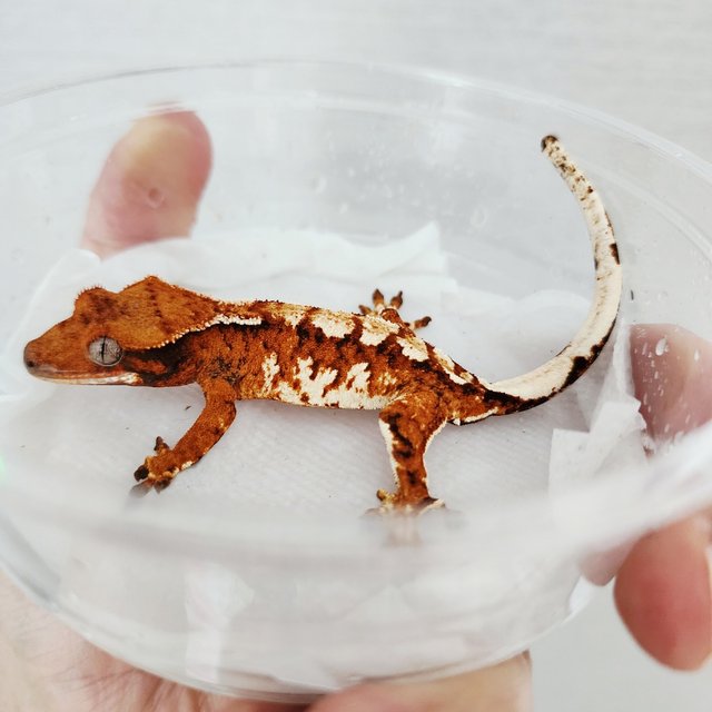 Extreme Harlequin Harlequin White Spot White Pin Tri Tangerine