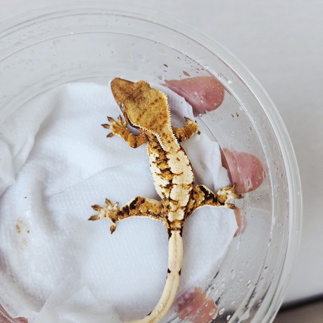 Extreme Harlequin Harlequin White Spot Tri