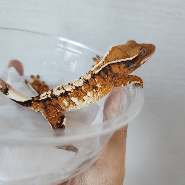 Tri Extreme Harlequin Harlequin White Pin White Crown Tangerine