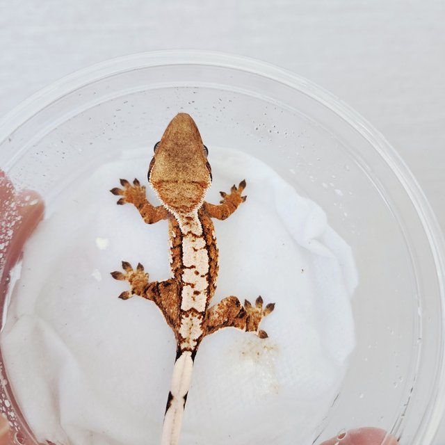 트라이 익스트림할리퀸 할리퀸 화이트스팟 화이트크라운 텐저린