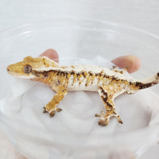 Tri Drippy Extreme Harlequin White Crown White Spot Harlequin