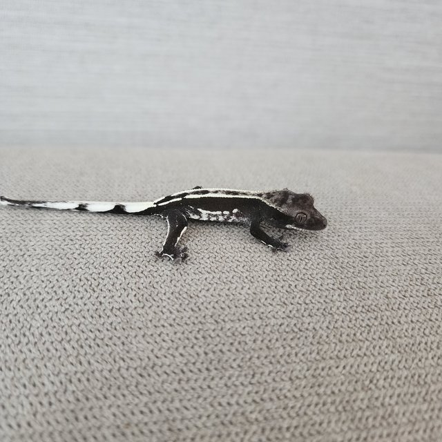 아잔틱 핀스트라이프 화이트핀 쿼드