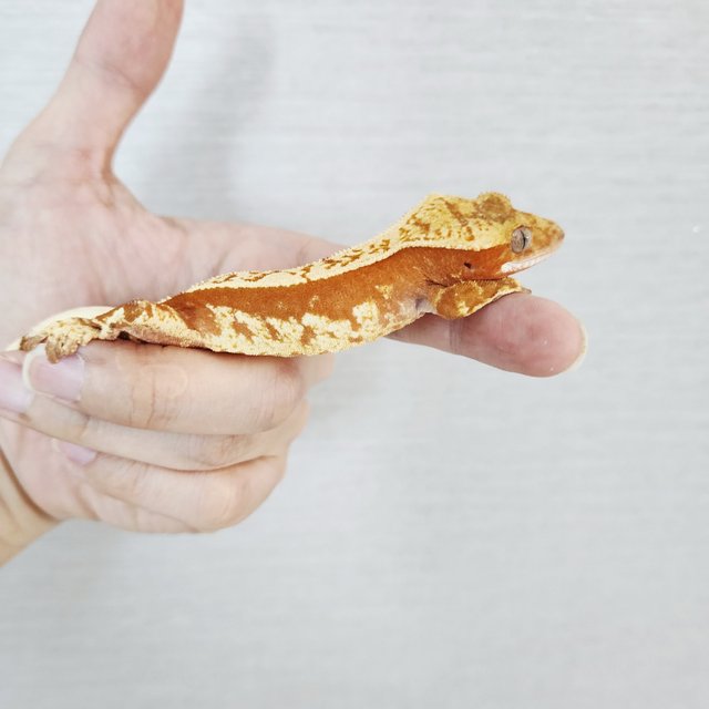 100% Het Axanthic Tri