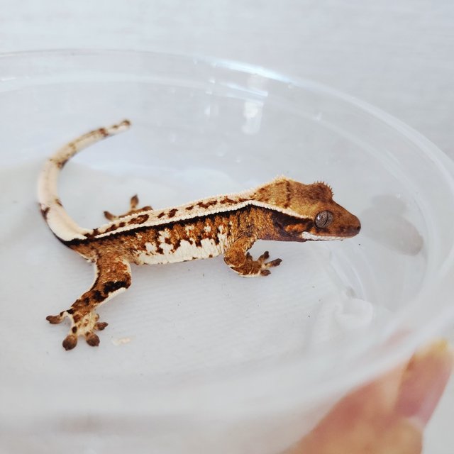 트라이 익스트림할리퀸 할리퀸 화이트크라운 화이트핀 텐저린