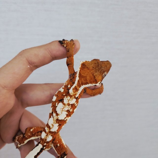 White Pin Tangerine White Spot Extreme Harlequin Tri White
