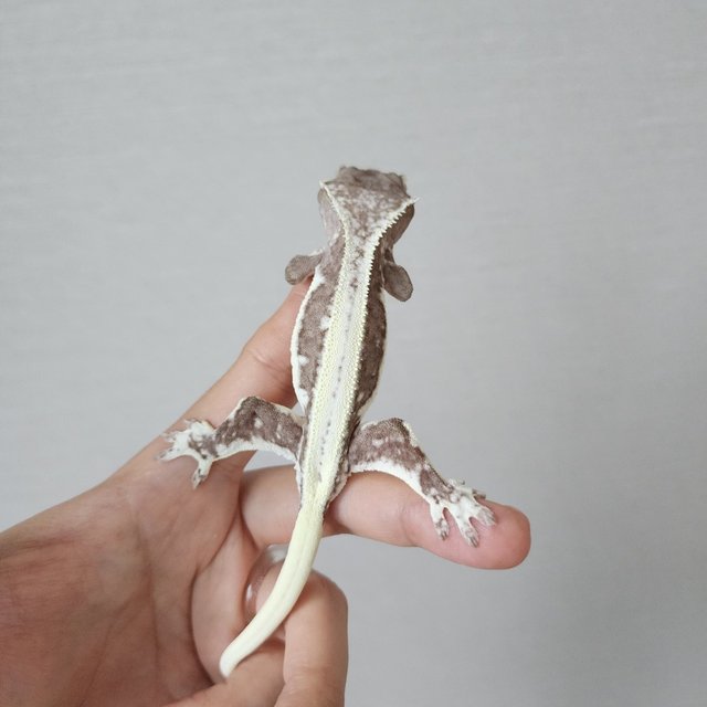 Lilly Axanthic Full Pinstripe White Pin White Crown Empty Back