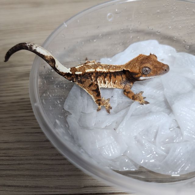 카푸치노