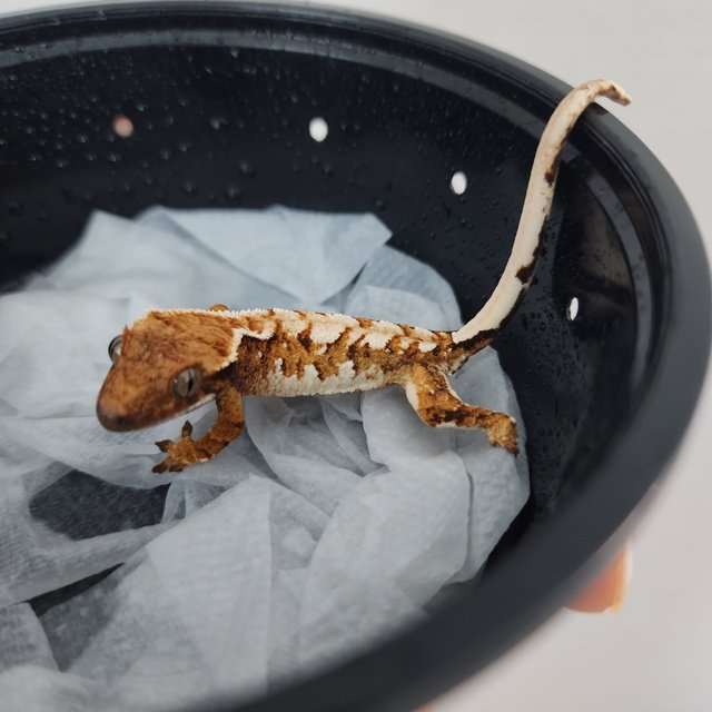 트라이 텐저린 화이트핀 화이트스팟 익스트림할리퀸 화이트