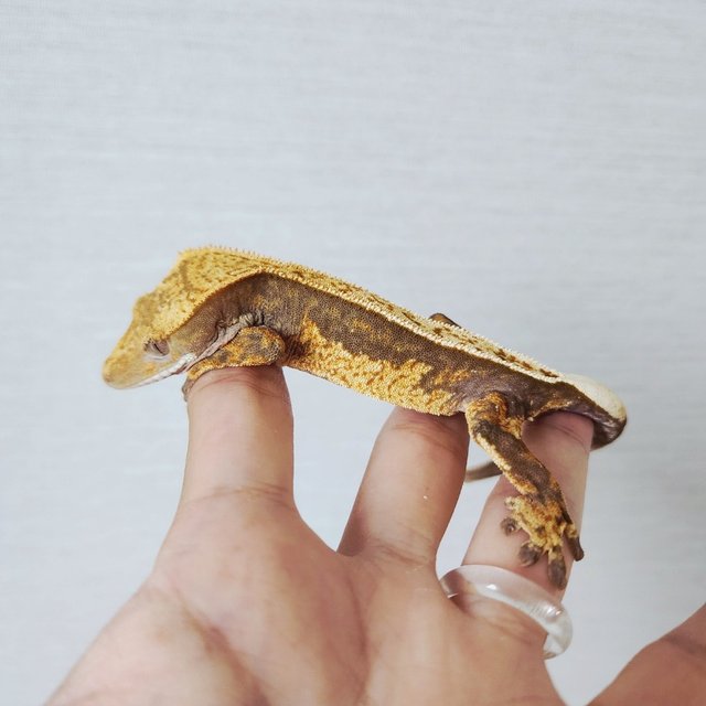 100% Het Axanthic Tri Quad Full Pinstripe White Pin