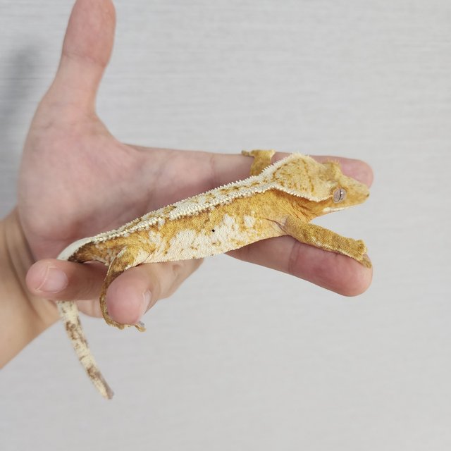 크림시클 크림 화이트스팟 드리피