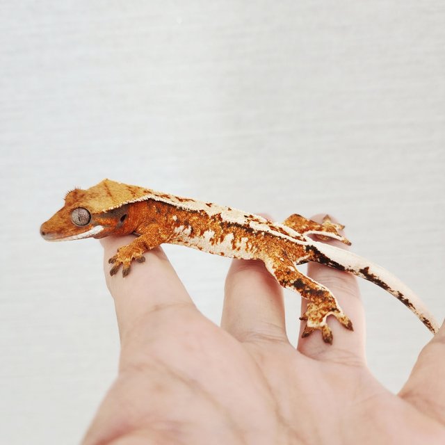 Tri White Crown Extreme Harlequin White Pin Tangerine Harlequin