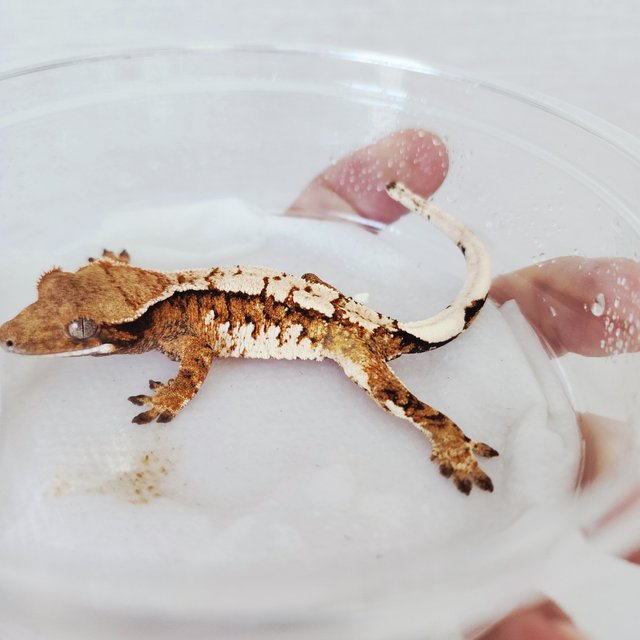 트라이 익스트림할리퀸 할리퀸 화이트스팟 화이트크라운 텐저린