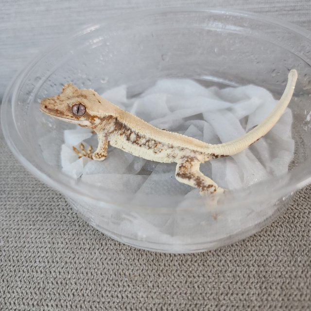 릴리화이트 풀핀 솔리드백