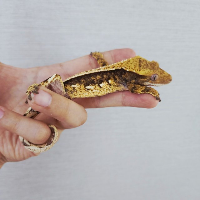 100% Het Axanthic Pinstripe Tri White Pin Quad