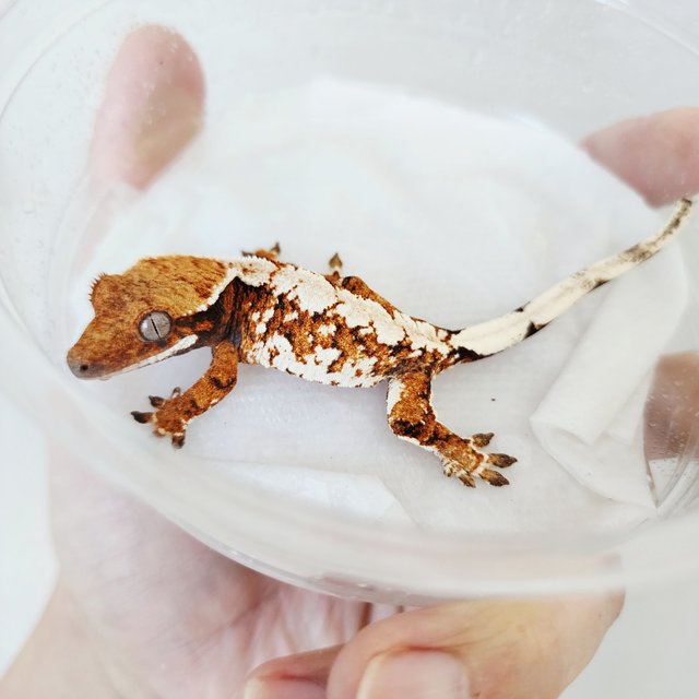 White Spot Tri Tangerine White Crown Extreme Harlequin Harlequin