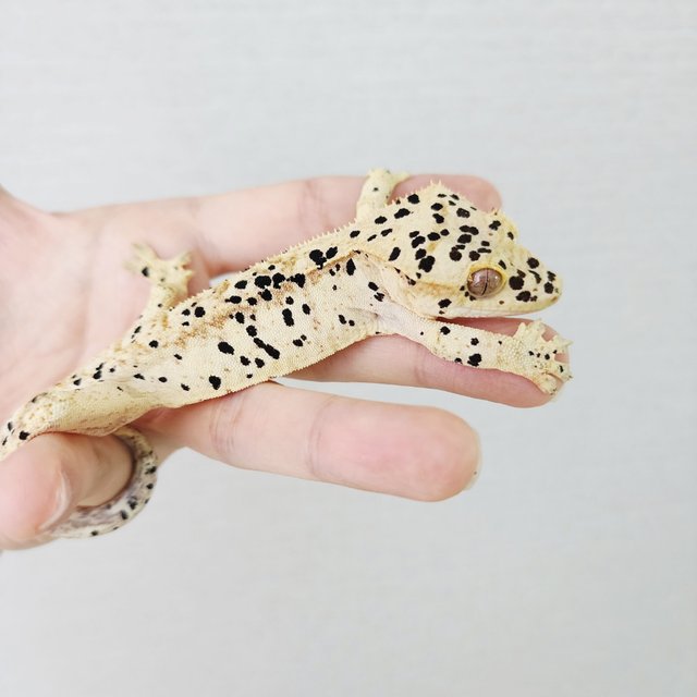 Super Dalmatian