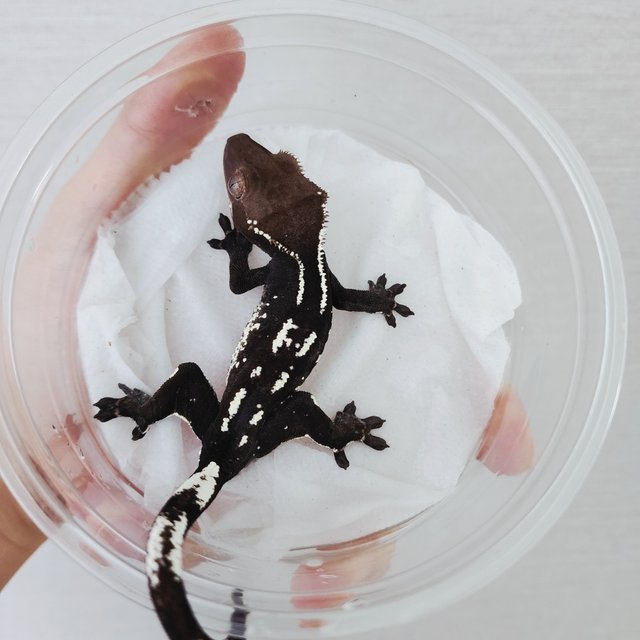 Axanthic White Spot White Crown White Porthole White Pin Black
