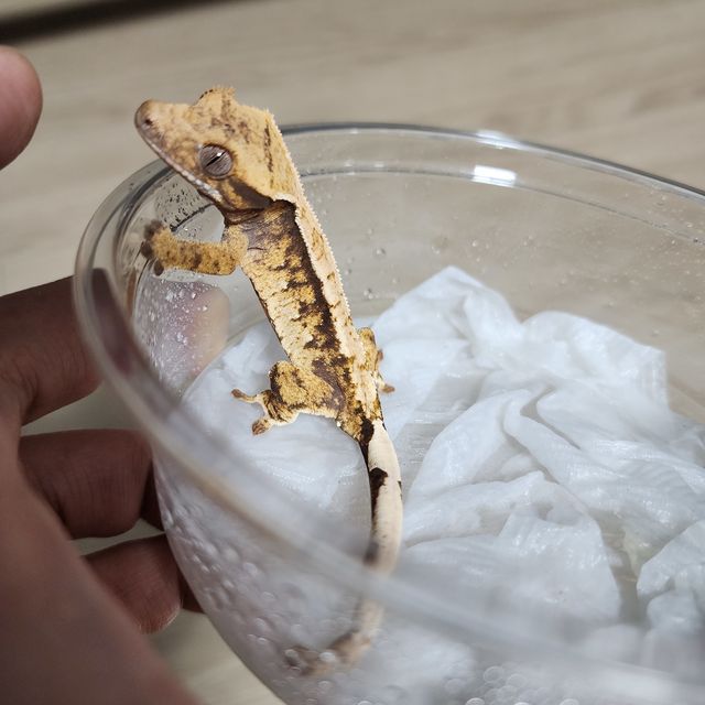 익스트림할리퀸 트라이