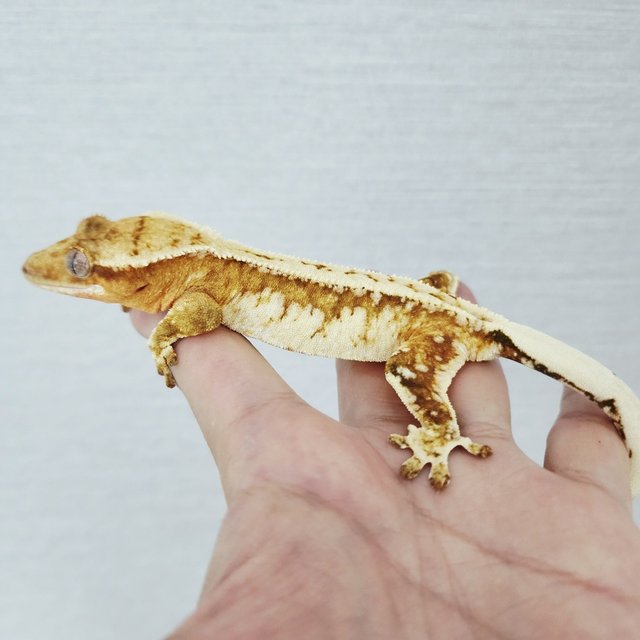 Drippy Creamsicle Cream Yellow White Spot