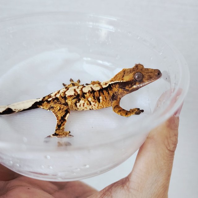 트라이 익스트림할리퀸 할리퀸 텐저린