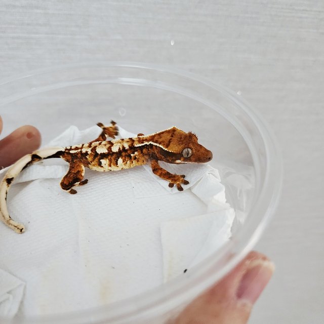 트라이 화이트핀 텐저린 익스트림할리퀸 할리퀸