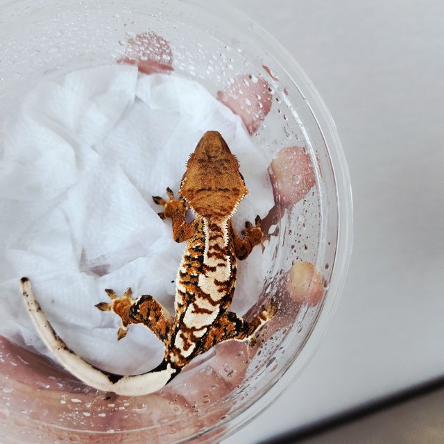 White Spot Extreme Harlequin White Crown Tangerine Harlequin