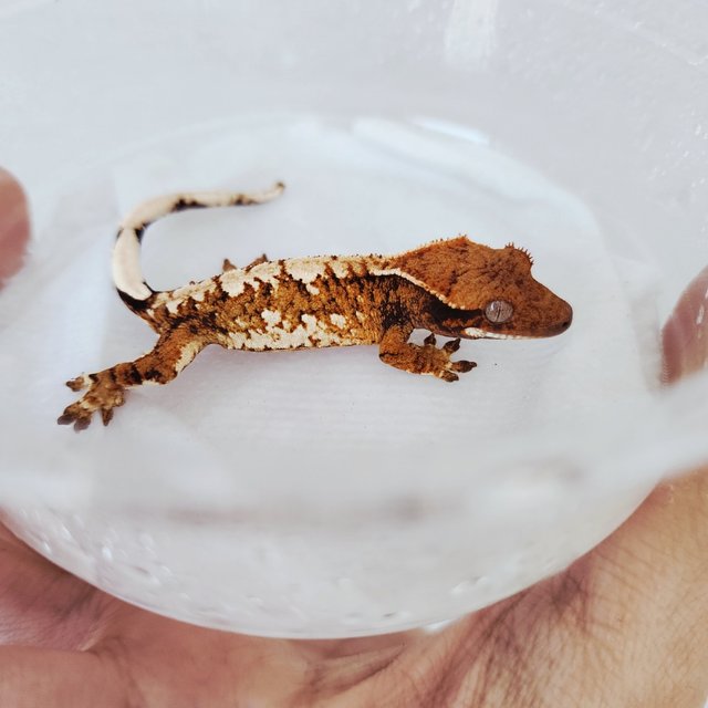 트라이 익스트림할리퀸 할리퀸 화이트스팟 텐저린