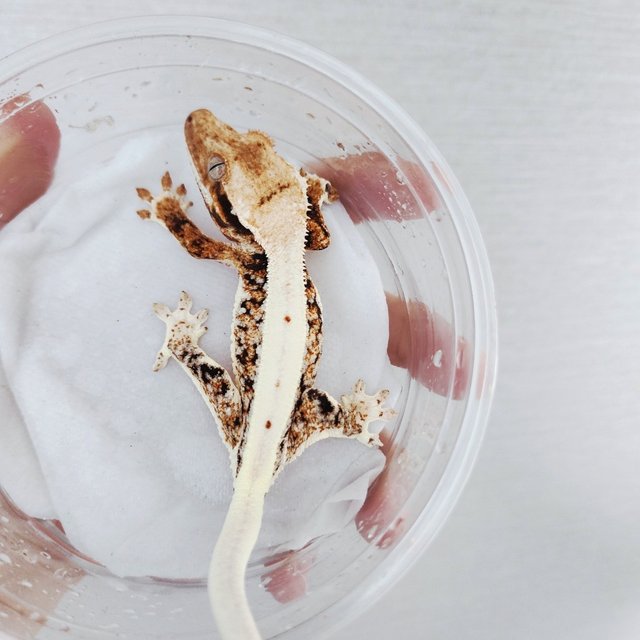 Lilly 100% Het Axanthic Tri Full Pinstripe Harlequin White Pin