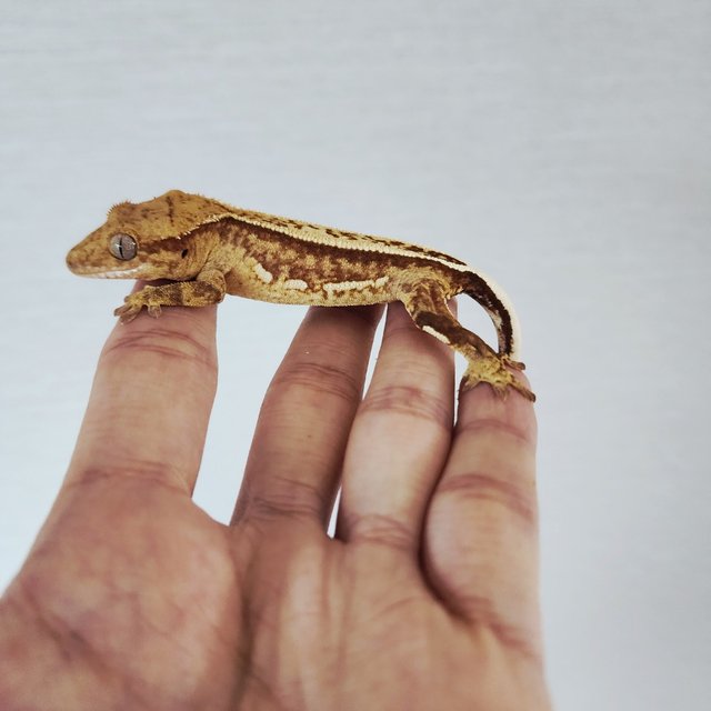 Tri Quad Full Pinstripe 100% Het Axanthic White Pin