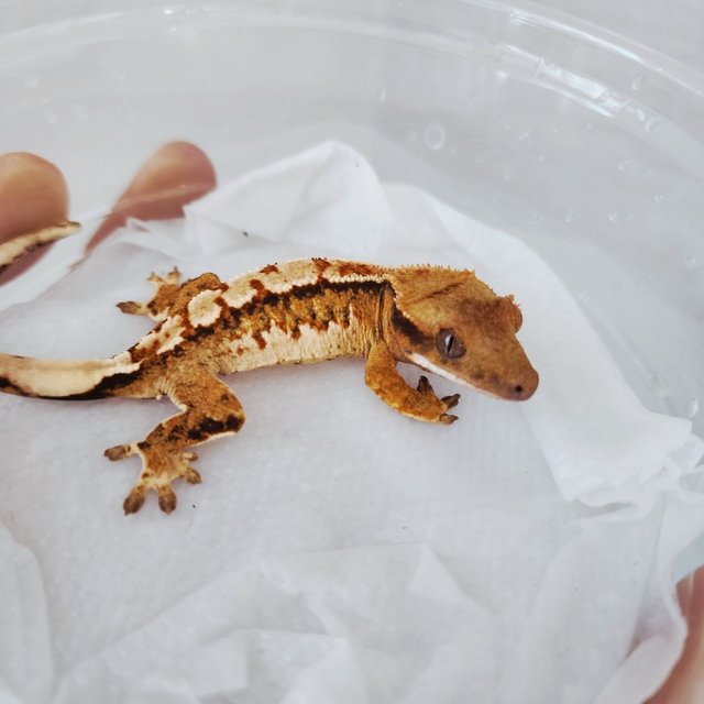 Tri Harlequin Extreme Harlequin Tangerine