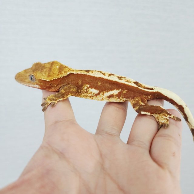 100% Het Axanthic Pinstripe White Pin Red
