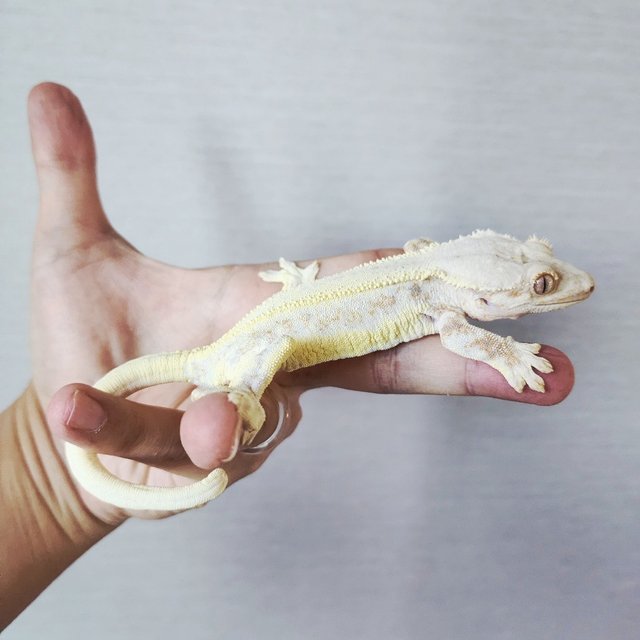 Lilly White Drippy Tri White Pin