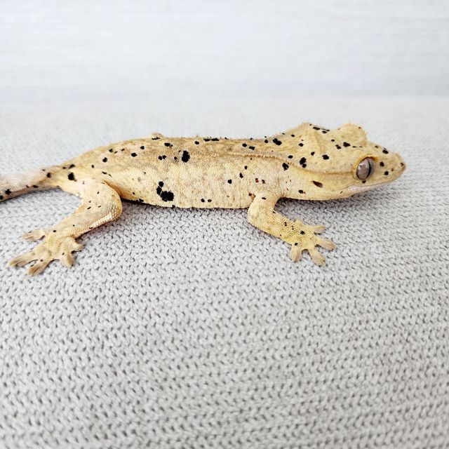 Super Dalmatian